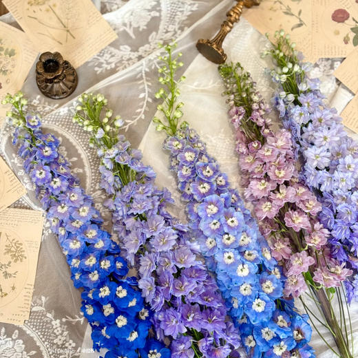 【俊发社区物业中心自提商品】【大飞燕随机色 草花】鲜花5枝「仙气缭绕·梦幻渐变」 商品图4