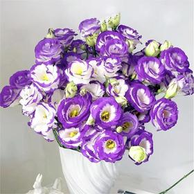 【俊发社区物业中心自提商品】【紫边洋桔梗 草花】鲜花600-800g「紫边白瓣·优雅层次感」