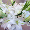 【俊发社区物业中心自提商品】【西伯利亚百合单头 草花】鲜花10枝 「冰雪洁白·清雅幽香」 商品缩略图3