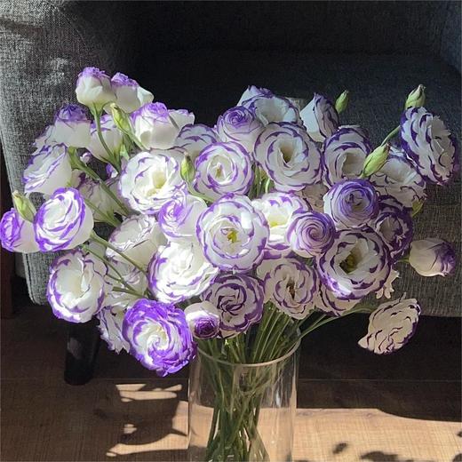 【俊发社区物业中心自提商品】【紫边洋桔梗 草花】鲜花600-800g「紫边白瓣·优雅层次感」 商品图6