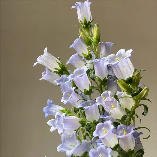 【俊发社区物业中心自提商品】【风铃花·浅紫色 草花】鲜花400-800g「浅紫铃铛花·灵动清新系」 商品图5