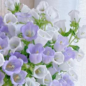 【俊发社区物业中心自提商品】【风铃花·浅紫色 草花】鲜花400-800g「浅紫铃铛花·灵动清新系」