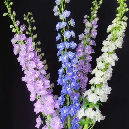 【俊发社区物业中心自提商品】【大飞燕随机色 草花】鲜花5枝「仙气缭绕·梦幻渐变」 商品图5