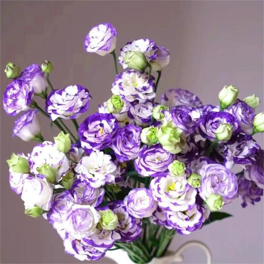 【俊发社区物业中心自提商品】【紫边洋桔梗 草花】鲜花600-800g「紫边白瓣·优雅层次感」 商品图3