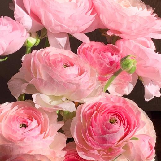 【俊发社区物业中心自提商品】【洋牡丹·粉 草花】鲜花10枝「层叠的温柔·柔光翩跹」 商品图4