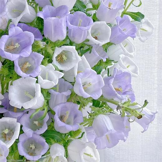 【俊发社区物业中心自提商品】【风铃花·浅紫色 草花】鲜花400-800g「浅紫铃铛花·灵动清新系」 商品图2