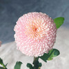 【俊发社区物业中心自提商品】【乒乓菊·粉 草花】鲜花10枝「圆润可爱粉·超长待机」 商品缩略图2
