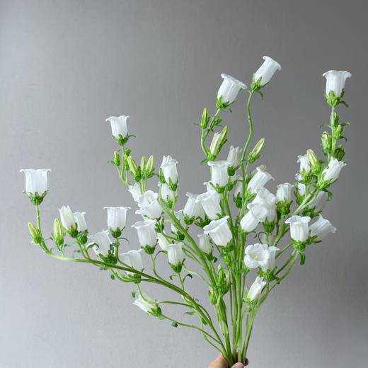 【俊发社区物业中心自提商品】【风铃花·白 草花】鲜花400-800g 「灵动小白花·清新田园风」 商品图5