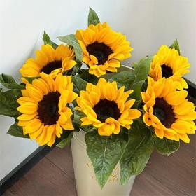 【俊发社区物业中心自提商品】【向日葵大花 草花】鲜花5枝「明亮金黄色·阳光活力款」