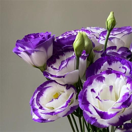 【俊发社区物业中心自提商品】【紫边洋桔梗 草花】鲜花600-800g「紫边白瓣·优雅层次感」 商品图5