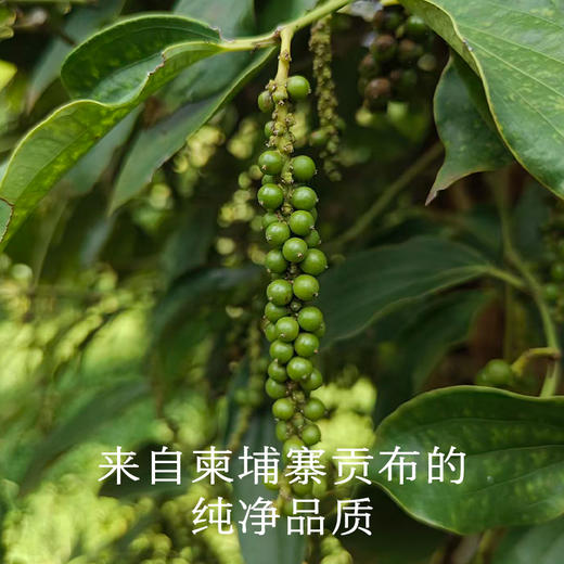 南食召 本香白胡椒 商品图3