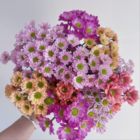 【俊发社区物业中心自提商品】【元气爆炸混色小菊 草花】鲜花10枝 「混色一扎·超长待机」