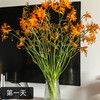 【俊发社区物业中心自提商品】【火焰兰 草花】鲜花20枝 「橙红跃动·野性张力」 商品缩略图3