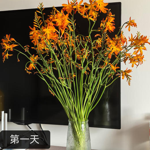 【俊发社区物业中心自提商品】【火焰兰 草花】鲜花20枝 「橙红跃动·野性张力」 商品图3