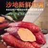 明珠木棉 昆仑蜜薯 5KG/箱 商品缩略图0