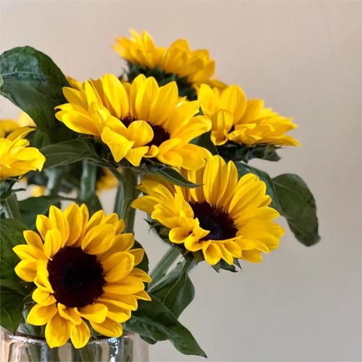 【俊发社区物业中心自提商品】【向日葵大花 草花】鲜花5枝「明亮金黄色·阳光活力款」 商品图3