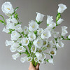 【俊发社区物业中心自提商品】【风铃花·白 草花】鲜花400-800g 「灵动小白花·清新田园风」 商品缩略图3