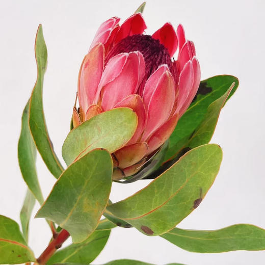 【同城配送】【南非公主花·红 草花】鲜花2枝 「丝绒王冠·霸气珍藏」 商品图3