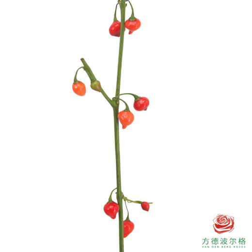 迷你辣椒 商品图1