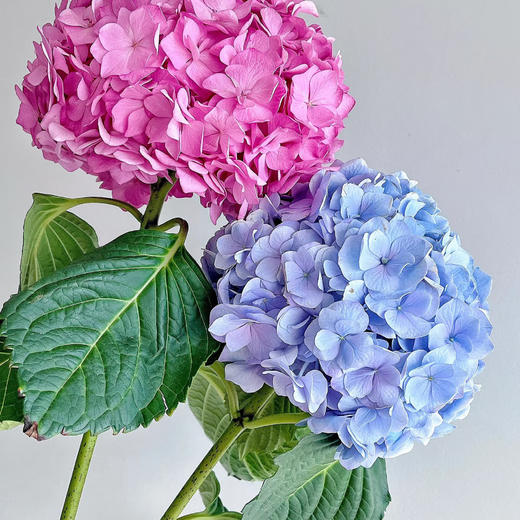 【俊发社区物业中心自提商品】【重磅绣球 草花】鲜花3枝 「花色随机·单枝即是一束花」 商品图5