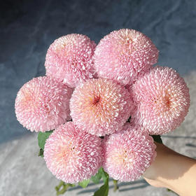 【俊发社区物业中心自提商品】【乒乓菊·粉 草花】鲜花10枝「圆润可爱粉·超长待机」