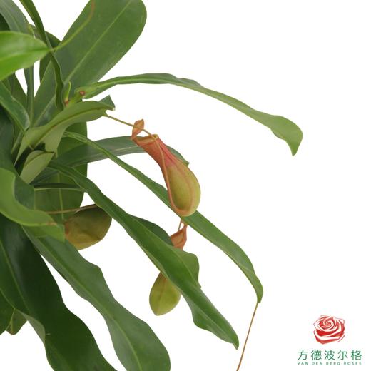 猪笼草 商品图2