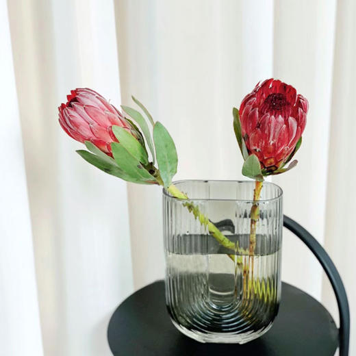 【同城配送】【南非公主花·红 草花】鲜花2枝 「丝绒王冠·霸气珍藏」 商品图2