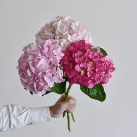 【俊发社区物业中心自提商品】【重磅绣球 草花】鲜花3枝 「花色随机·单枝即是一束花」