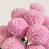 【俊发社区物业中心自提商品】【乒乓菊·粉 草花】鲜花10枝「圆润可爱粉·超长待机」 商品缩略图3