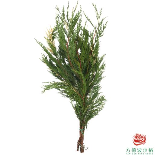 金线柏 商品图1