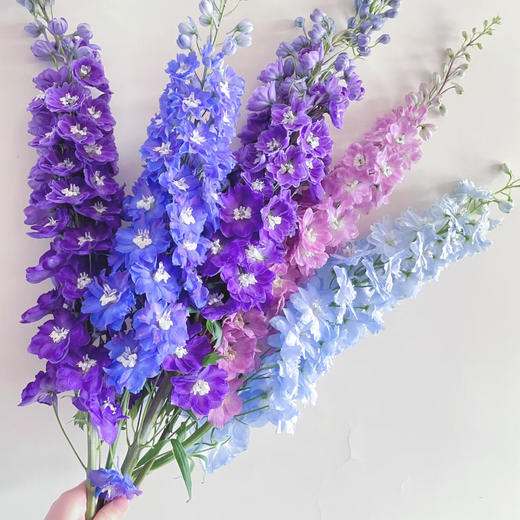 【俊发社区物业中心自提商品】【大飞燕随机色 草花】鲜花5枝「仙气缭绕·梦幻渐变」 商品图3