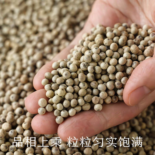 南食召 本香白胡椒 商品图4