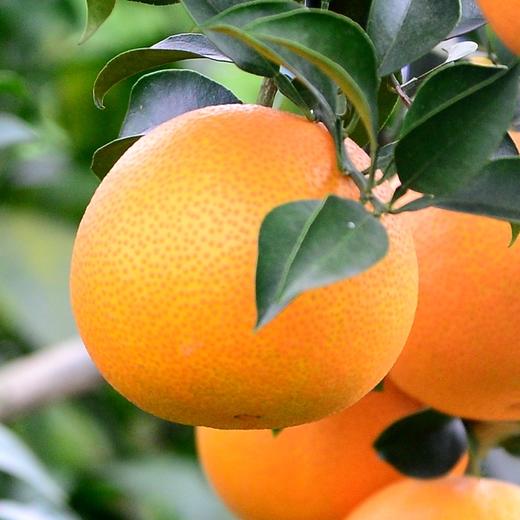 甜果源源 爱媛果冻橙【38号】 商品图2