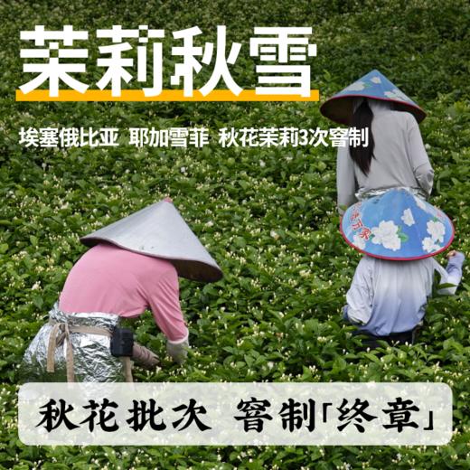 捌比特窨制系列 埃塞俄比亚水洗茉莉秋雪 浅烘焙手冲精品咖啡豆 100g 商品图3