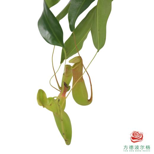 猪笼草 商品图1