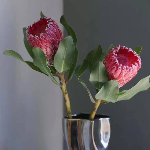 【同城配送】【南非公主花·红 草花】鲜花2枝 「丝绒王冠·霸气珍藏」 商品图0