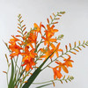 【俊发社区物业中心自提商品】【火焰兰 草花】鲜花20枝 「橙红跃动·野性张力」 商品缩略图2