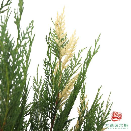 金线柏 商品图2