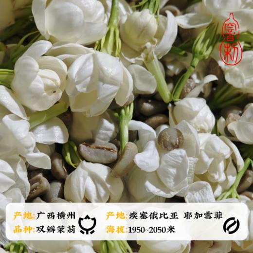 【咖啡豆】茉莉秋雪100g 商品图2