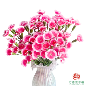 多头康乃馨-花葵 10枝一扎