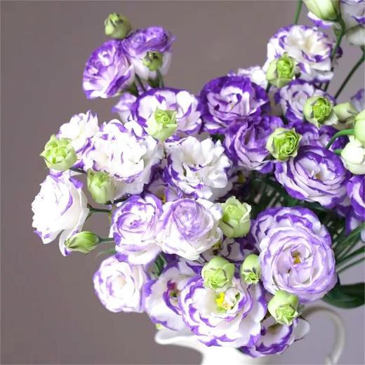 【俊发社区物业中心自提商品】【紫边洋桔梗 草花】鲜花600-800g「紫边白瓣·优雅层次感」 商品图2