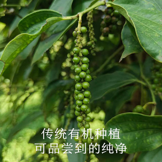 南食召 本香黑胡椒 商品图4