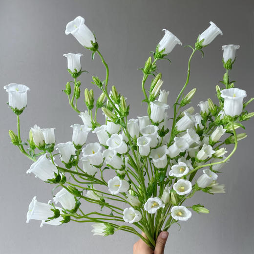 【俊发社区物业中心自提商品】【风铃花·白 草花】鲜花400-800g 「灵动小白花·清新田园风」 商品图2