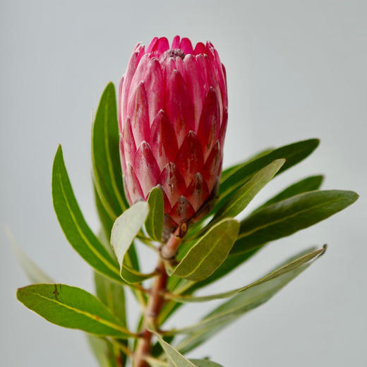 【同城配送】【南非公主花·红 草花】鲜花2枝 「丝绒王冠·霸气珍藏」 商品图4