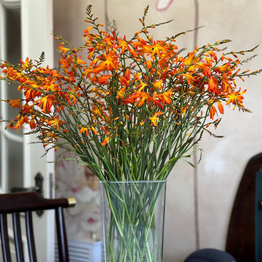 【俊发社区物业中心自提商品】【火焰兰 草花】鲜花20枝 「橙红跃动·野性张力」 商品图4