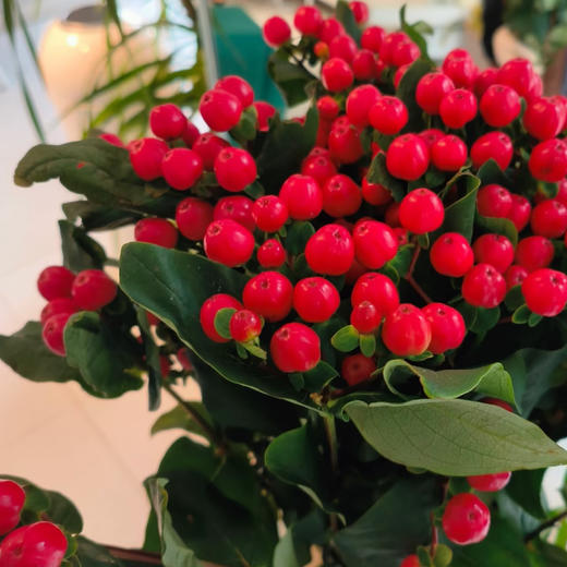 【俊发社区物业中心自提商品】【红豆·龙珠果 草花】鲜花800-1000g 「中式意境红·福气满满」 商品图3