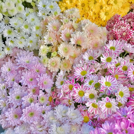 【俊发社区物业中心自提商品】【元气爆炸混色小菊 草花】鲜花10枝 「混色一扎·超长待机」 商品图4