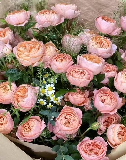 暖橘诗笺 商品图1