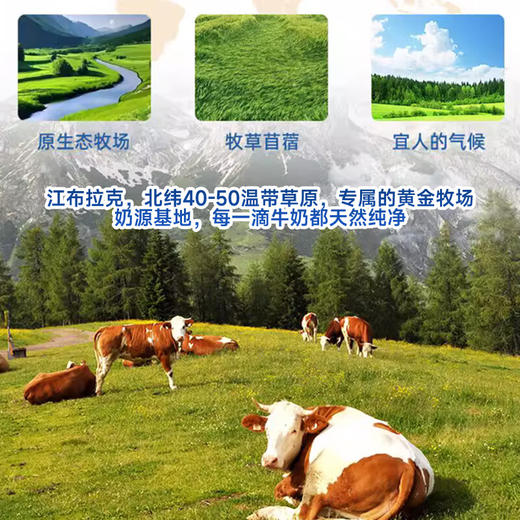 【严选】【专属黄金牧场 有机生牛乳 3.6g蛋白质】芙拉薇赫有机纯牛奶 奶香浓郁 每一滴都天然纯净200ml*16盒 商品图2