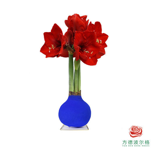 不用浇水的石蜡朱顶红种球！ 红花-天鹅湖 商品图0